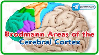 Brodmann areas of the cerebral cortex  Lobes of the brain Structure and function  Neuroanatomy [upl. by Ailugram]