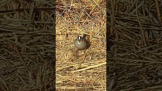 Male white crowned sparrow looking for food and eating bird sparrow [upl. by Etem]