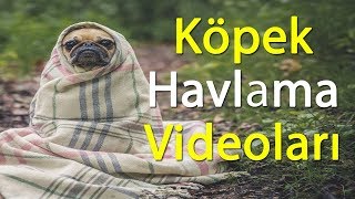 Köpek Havlamaları Videoları  Havlayan Eğlenceli Tatlı Köpekler [upl. by Morna]