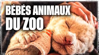 Naissances extraordinaires au zoo [upl. by Adnalram]