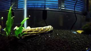 Secondary Tank Setup My Blue Dwarf Crayfish [upl. by Richlad]