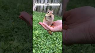 This man rescued a chipmunk and raised it with all his heart animalshorts shortsvideo [upl. by Franchot]