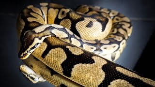 Ball Python Care [upl. by Spracklen]