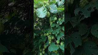 Wild Hops Humulus Lupulus [upl. by Ennahoj]