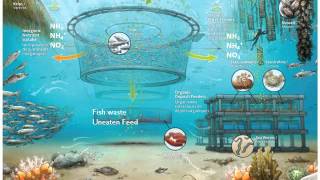 What is Integrated Multi Trophic Aquaculture [upl. by Ahsineg]