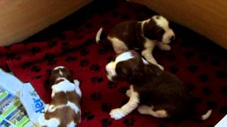 Welsh springer spaniel puppies first bark [upl. by Ertemed]