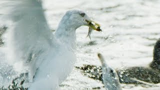 Seagulls and Guillemots Working Together to Fish  BBC Earth [upl. by Okemak]