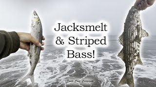 Jacksmelt and Striped Bass Surf Fishing Santa Cruz California [upl. by Atinna]