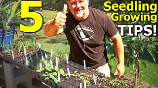 5 Tips on Seed Sowing and Seedling Growing in Trays [upl. by Ahsaeyt]