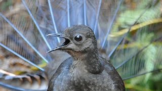 Lyrebird Mimicking Chainsaws Cameras Cars and Even People [upl. by Corissa]