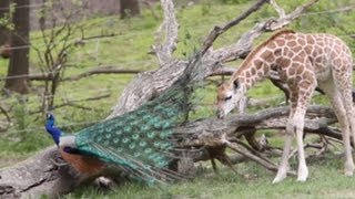 Giraffe and the peacock [upl. by Svoboda]