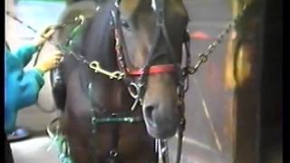 How to Harness a Standardbred [upl. by Allissa]