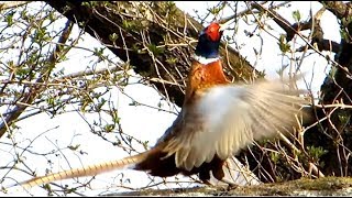 Common Pheasant making loud sounds with fluttering wings [upl. by Reppiks931]