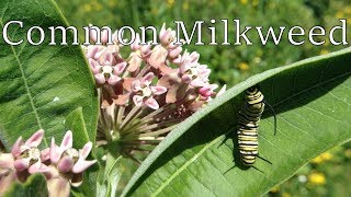 Common Milkweed Pods amp Seeds [upl. by Eremahs267]