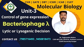 Bacteriophage λ  Lytic or Lysogenic Decision  Unit3  Molecular Biology [upl. by Iney]