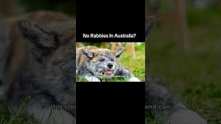 No Rabbies In Australia [upl. by Neda551]