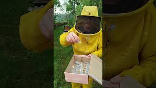 Introdução da abelha rainha nas colmeias 🐝🍯 abelhas api apiários bee dicas videos nature [upl. by Akenat]