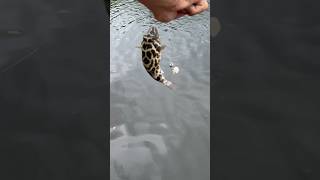 Puffer toadfish caught saltwater fishing shorts fishing [upl. by Latsyrhc]