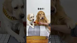 Simba If you want to harm me just tell me Cute pet debut plan Golden Retriever daily life video [upl. by Gabbie482]