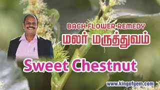 Bach Flower remedy Hornbeam மலர்மருத்துவம் MALAR MARUTHUVAM பாடம் 10 [upl. by Aicenod]