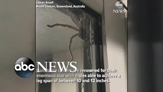 Hauntingly huge spider spotted in Australia [upl. by Lory]