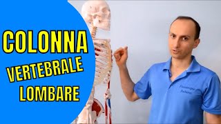 Anatomia della Colonna Vertebrale Toracica e Lombare Facile [upl. by Lewellen]