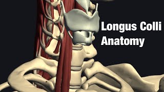 Anatomy and function of longus colli [upl. by Nunciata]