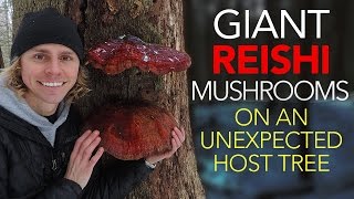 Giant Reishi Mushrooms On An Unexpected Host Tree [upl. by Harwin]