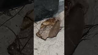 Termites in House  Termites  termites  termite  insects  Termite Flying  Termite insect [upl. by Krein]