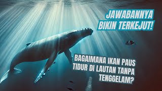 Bagaimana Ikan Paus Tidur di Lautan Tanpa Tenggelam Rahasianya Mengejutkan  whale [upl. by Riancho102]