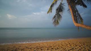 Palmera y Olas Música Suave en una Playa de Ensueño [upl. by Polky]