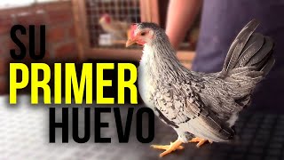 el PRIMER HUEVO de mi GALLINA KIKIRIKI  2021  KIKIRIKIS PERU 🐔 [upl. by Pollux]