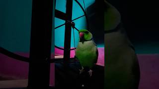 parrot 🦜 talking love so sweet mera Lili [upl. by Onyx582]