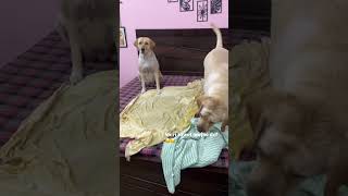 Meri towel mujhe do 😂❤️ doglover labradoretriever shorts viralvideo [upl. by Verdi585]