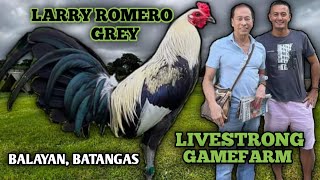 LARRY ROMERO GREY  JEYSHI DIMAFELIX  BIG FARM IN THE PHILIPPINES  BALAYAN BATANGAS [upl. by Congdon]