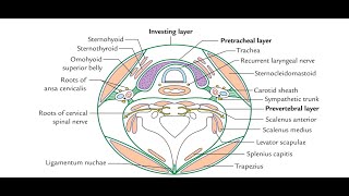 Anatomy of the Cervical fascia Modifications of superficial layer and deep layer of cervical fascia [upl. by Ayidan914]