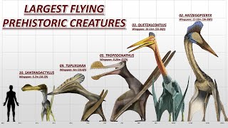 10 Largest Flying Prehistoric Animals [upl. by Renruojos378]