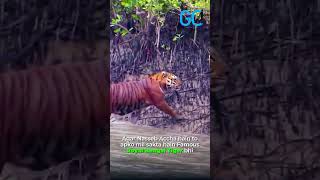 Sundarbans  World’s Largest Mangrove Forest  Go Get A Trip [upl. by Levy356]