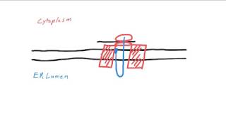 SRP and Protein Translocation Mechanism [upl. by Adnac]