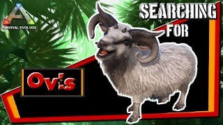 ARK Survival Evolved Taming Ovis For Mutton  RAGNAROK  PS4 pro [upl. by Llerraj]