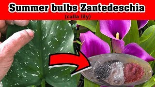 Summer bulbs Zantedeschiacalla lilyPlanting india How to used Fertilizer ग्रीष्मकालीन बल्ब [upl. by Danae]