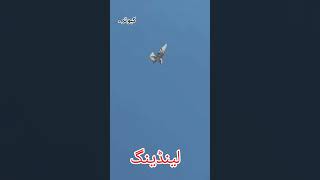 Pigeon Roller landing Swag kabootar Viral For you [upl. by Davidde271]