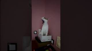 Cat yawning like humans catvideos catactivity funnycats catbehavior catlover cat [upl. by Chapa]