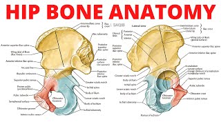 Hip Bone Anatomy [upl. by Adnorat709]