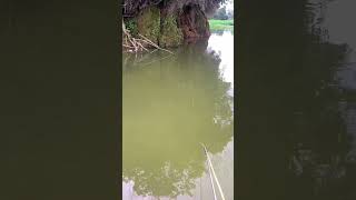 Fishing Moments fishing fish reels highlights [upl. by Presber]