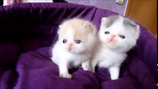 kittens exotic shorthair female  available for sale [upl. by Siduhey]