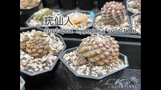 Copiapoa hypogaea collections 龍爪球屬疣仙人介紹 [upl. by Leandro]