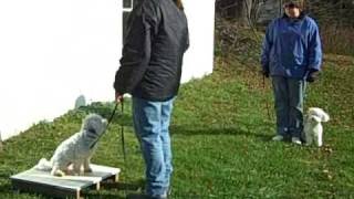 Dog Training Sit stay and Down with a Bichon Frise [upl. by Harpole]