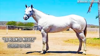 Corrido de quotLA BLANCA NIEVESquot  Nuevo Cadetes de Linares  Corridos de Caballos  2016 [upl. by Aneloj227]