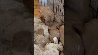 Meeting our 4 week old goldendoodle 🥰 puppy dog [upl. by Husch905]